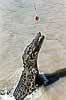Saltwater Crocodile.jpg