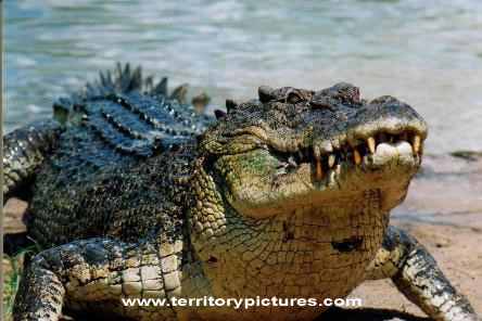 Crocodile4.jpg