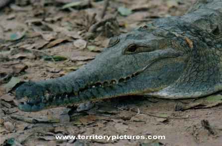 Fresh water Crocodile.jpg