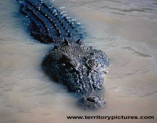 Saltwater Crocodile.jpg