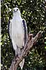 White Bellied Sea Eagle.jpg