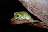 Green Frog.jpg