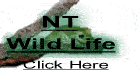 NT Wildlife Green Frog